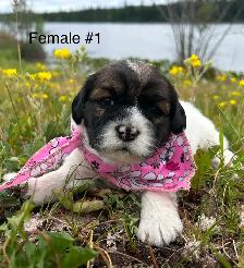 Cocker Spaniel X Shih Tzu Puppies - Photo 3