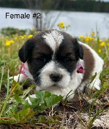 Cocker Spaniel X Shih Tzu Puppies - Photo 4