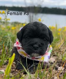 Cocker Spaniel X Shih Tzu Puppies - Photo 5