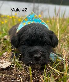 Cocker Spaniel X Shih Tzu Puppies - Photo 6