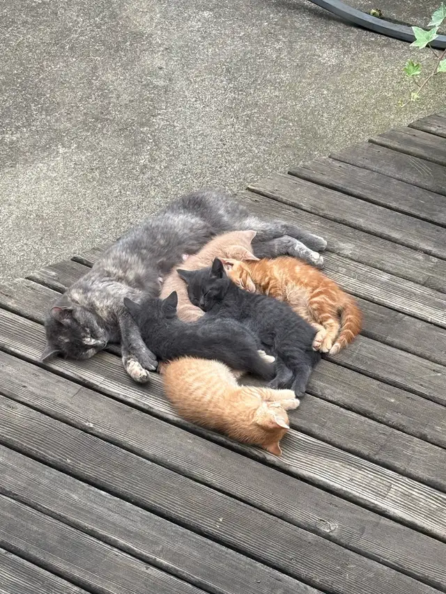 Kittens Ready for Forever home