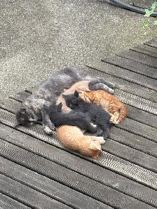 Kittens Ready for Forever home