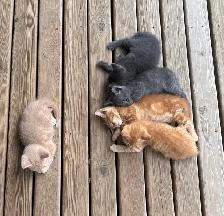 Kittens Ready for Forever home - Photo 2