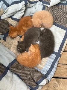 Kittens Ready for Forever home - Photo 4