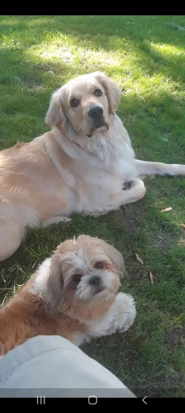 Dog walker