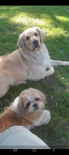 Dog walker