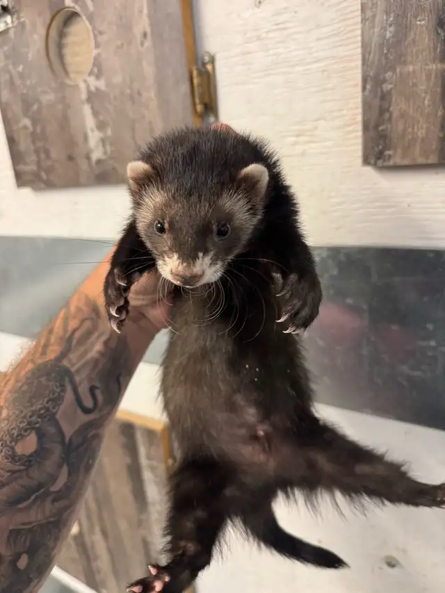 Furets Marshall Males / Male Marshall Ferrets