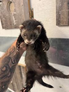 Furets Marshall Males / Male Marshall Ferrets