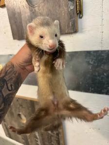 Furets Marshall Males / Male Marshall Ferrets - Photo 2
