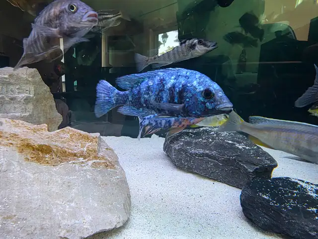 African Cichlids Hap / Peacock - SHOW MALES