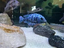 African Cichlids Hap / Peacock - SHOW MALES
