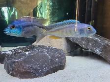 African Cichlids Hap / Peacock - SHOW MALES - Photo 2