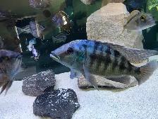 African Cichlids Hap / Peacock - SHOW MALES - Photo 3