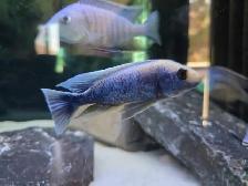 African Cichlids Hap / Peacock - SHOW MALES - Photo 4