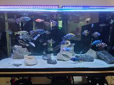 African Cichlids Hap / Peacock - SHOW MALES - Photo 5