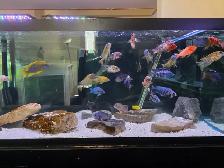 African Cichlids Hap / Peacock - SHOW MALES - Photo 6