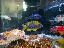 African Cichlids Hap / Peacock - SHOW MALES - Photo 7