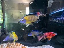 African Cichlids Hap / Peacock - SHOW MALES - Photo 8