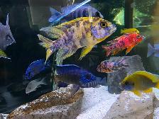 African Cichlids Hap / Peacock - SHOW MALES - Photo 9