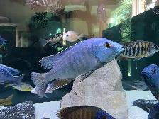 African Cichlids Hap / Peacock - SHOW MALES - Photo 10