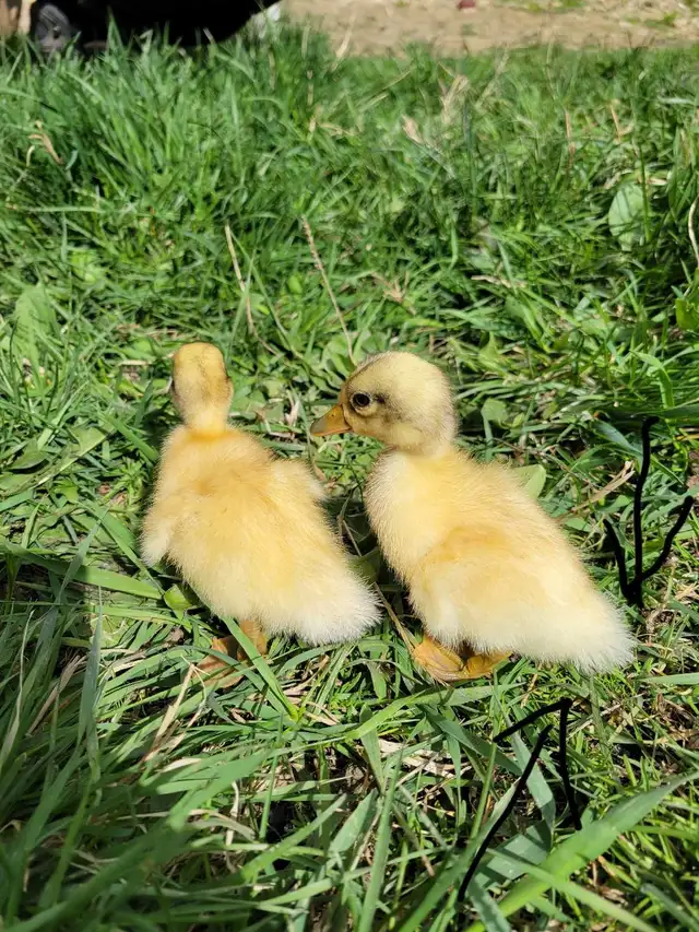 ducklings!
