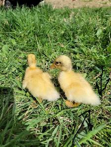 ducklings!