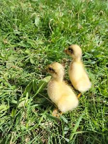 ducklings! - Photo 2