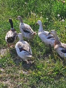 ducklings! - Photo 3