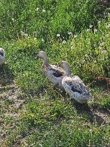 ducklings! - Photo 4