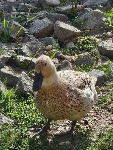ducklings! - Photo 5