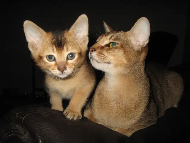 Merveilleux Chatons ABYSSIN