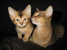 Merveilleux Chatons ABYSSIN