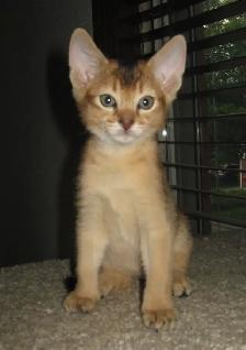 Merveilleux Chatons ABYSSIN - Photo 2