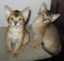 Merveilleux Chatons ABYSSIN - Photo 3