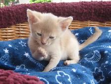 Merveilleux Chatons ABYSSIN - Photo 4