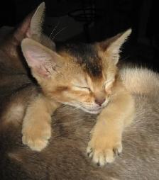 Merveilleux Chatons ABYSSIN - Photo 5
