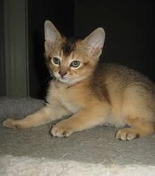 Merveilleux Chatons ABYSSIN - Photo 7