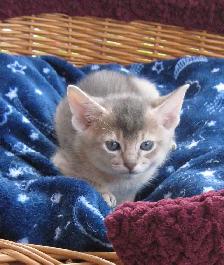 Merveilleux Chatons ABYSSIN - Photo 8
