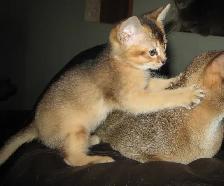 Merveilleux Chatons ABYSSIN - Photo 9