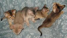 Merveilleux Chatons ABYSSIN - Photo 10
