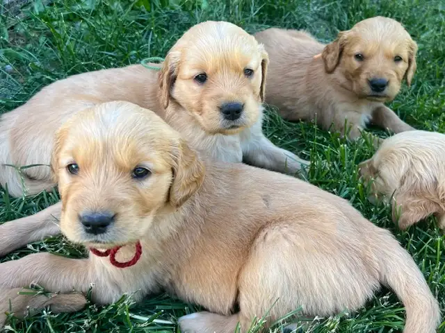 Golden Retriever Puppies