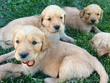 Golden Retriever Puppies