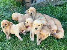 Golden Retriever Puppies - Photo 2