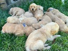 Golden Retriever Puppies - Photo 3