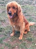 Golden Retriever Puppies - Photo 4