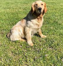 Golden Retriever Puppies - Photo 5