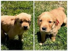 Golden Retriever Puppies - Photo 6