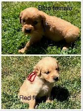 Golden Retriever Puppies - Photo 7