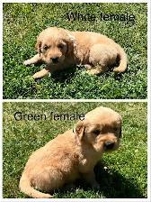Golden Retriever Puppies - Photo 8