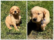 Golden Retriever Puppies - Photo 9